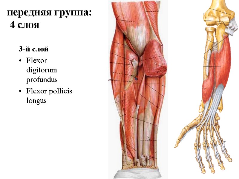 3-й слой Flexor digitorum profundus  Flexor pollicis longus передняя группа:  4 слоя